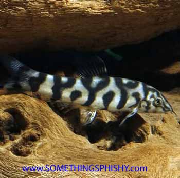 Botia-Loach - YoYo - 1-2 inch